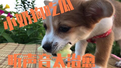 娱乐吃瓜酱小狗吉祥,小狗吉祥的欢乐日常